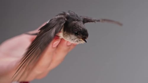 Tiny Bird Resting on Outstretched Hand
