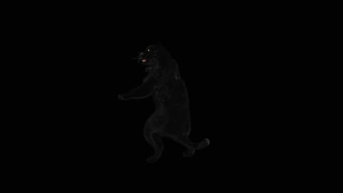 80 Panther Standing Magic Attack HD