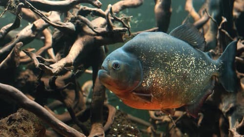 Piranha Closeup im Aquarium