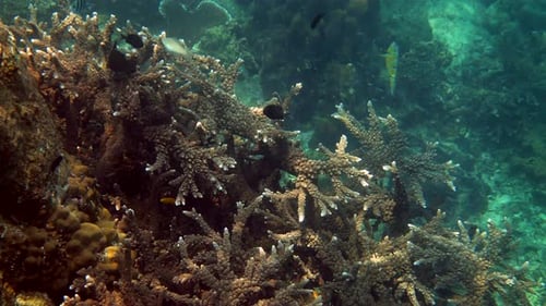 Coral Reef and Tropical Fish Underwater