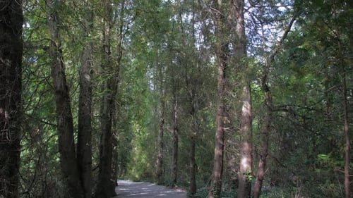 Trail Road In The Forest