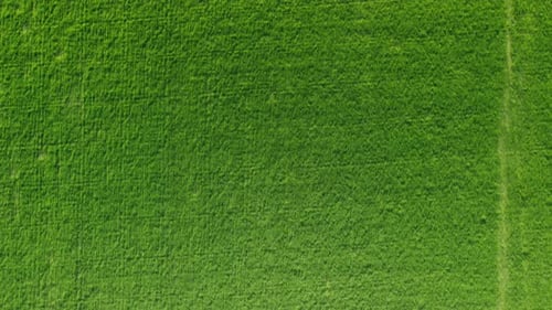 Aerial View on Green Wheat Field in Countryside