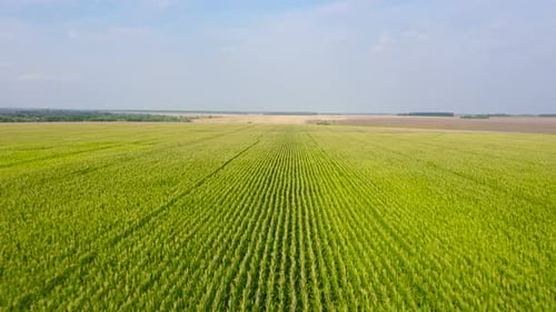 Aerial View of Vast Green Crop Field