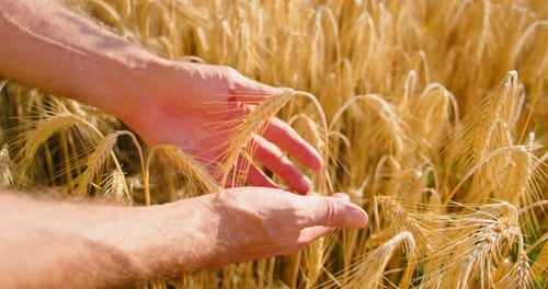 Farmer Man Hands Inspects Working in the Field the Crop Wheat Ears Natural Rural Farming