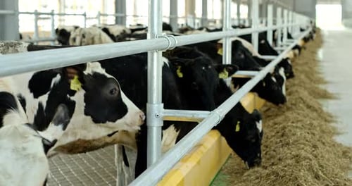 Side View of Breeding Stud Cows with Marks on Ears Standing Behind Metal Fence