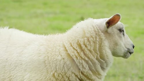 A Close Up View of a Single Sheep. Sheep Looks Straight Into a Camera and After a While Turns Around