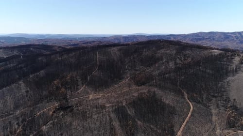 Deforestation, After Forest Fire, Natural Disaster