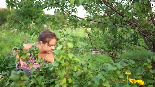 Young Girl Sitting on Chair, Collecting Berries in Garden.
