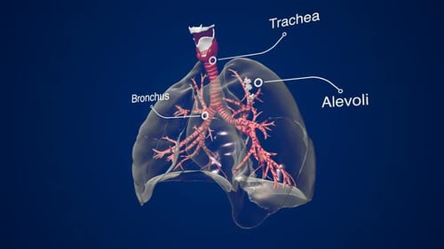 3D Animated Human Lungs Anatomy with Labeled Parts