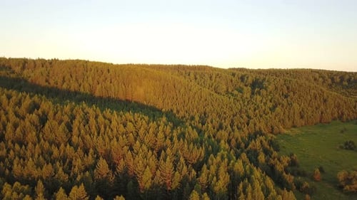 Evening Forest Nature