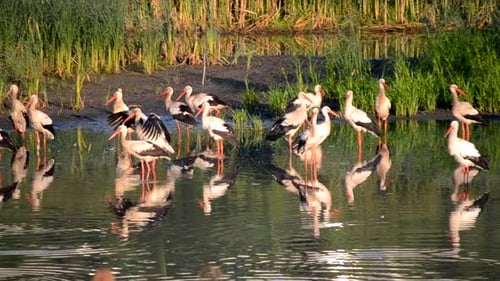 Many Birds Storks and Seagulls on the Shore of the Lake Near the Green Reeds