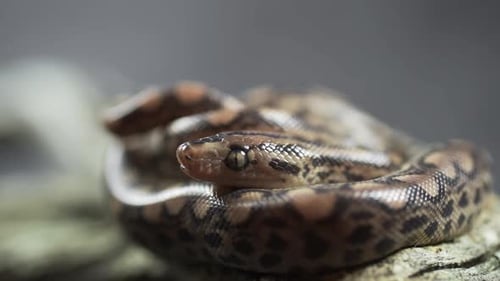Close-up da altamente tóxica cobra King Brown australiana