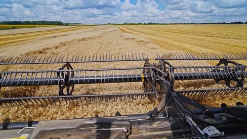 Combine Harvester Cutting Wheat in a Rural Field