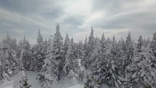 Aerial winter snowy forest