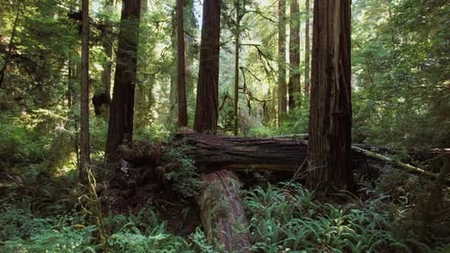 Northern California Ancient Redwood Forest.