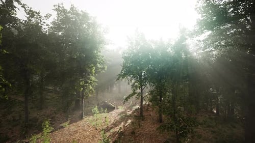 Sunlight Rays Through Misty Forest Trees Loop