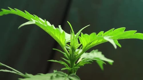 Cannabis plant growing time-lapse. Vegetation period of marijuana grow. Organic weed production