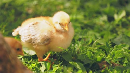 Little Chicken Walks on the Grass