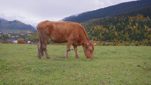 Auburn Cow Grazing Peacefully in Rural Meadow