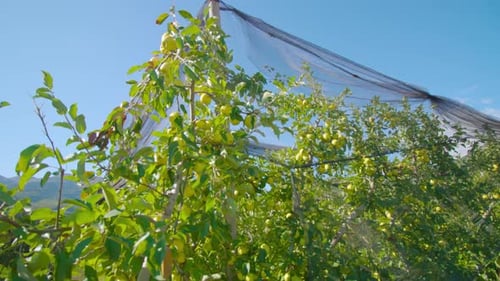 Lush Apple Orchard With Ripe Fruit and Netting