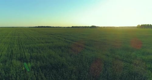 Vol à basse altitude au-dessus d'un champ d'été rural avec un paysage jaune infini en été, soirée ensoleillée