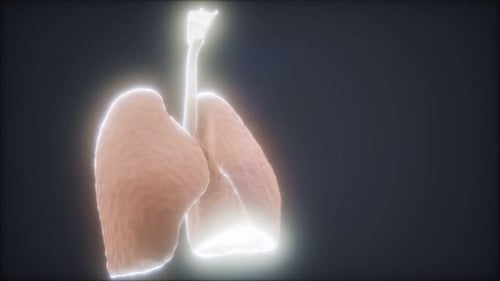 3d Animation of Human Lungs