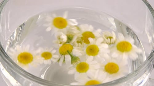 Chamomile Flowers Float in Glass Bowl with Water
