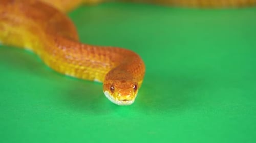 Tiger Python Molurus Bivittatus Morph Albine Birman sur fond vert, écran