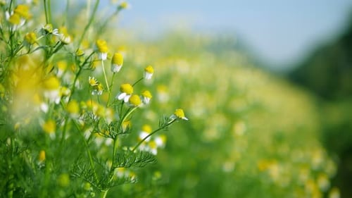 Weiße Frühlingsblume