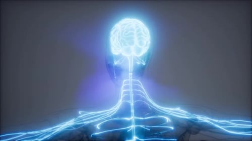 Futuristic Glowing Human Brain and Nervous System Animation