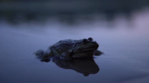 Green Frog Sits Still in Dark Water