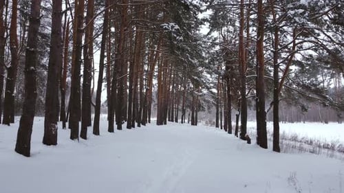 Beautiful snow covered pine trees of a forest during winter