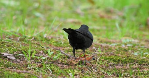 Gemeine Amsel oder Turdus Merula auf der Suche nach Nahrung auf Gras