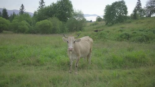 Beigefarbene Kuh mit einer Glocke am Hals grast auf einer Sommerbergwiese.
