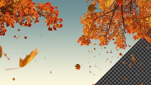 Autumn Maple Trees with Falling Leaves on Transparent Background