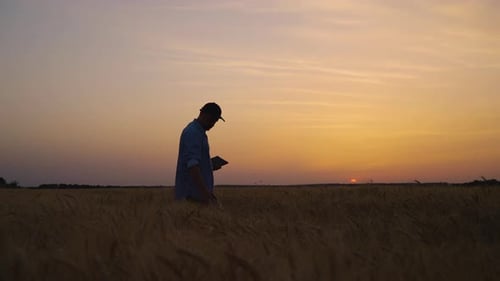 Farmer Inspecting Wheat Crops in Field at Sunset