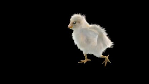 Cute Fluffy White Chick Walking Animation Loop