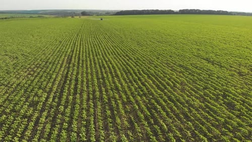 Aerial View of Farming Tractor Spraying on Field with Sprayer Herbicides and Pesticides at Sunset
