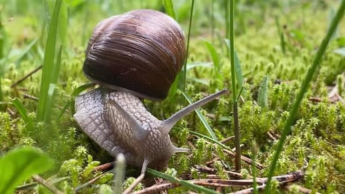 Snails crawl in the grass like in the forest
