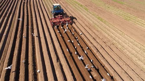 Landwirtschaftliche Arbeit an einem Traktorbauer sät Getreide. Hungrige Vögel fliegen hinter dem Traktor