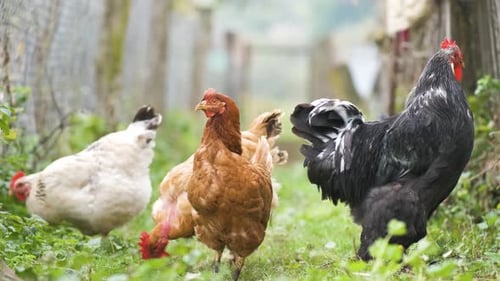 Chickens and Rooster Exploring Green Rural Pasture
