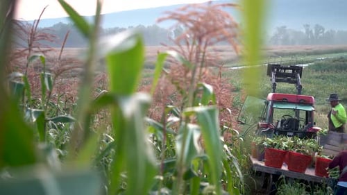 Corn Harvest on Rural Farm with Farm Workers
