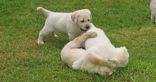Yellow Labrador Retriever, Group of Puppies Playing on the Lawn, Normandy in France, Slow Motion 4K