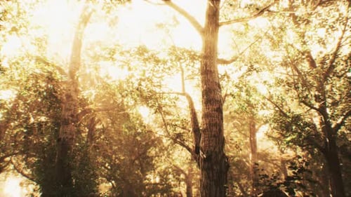 Rayons de soleil dans une forêt brumeuse en automne