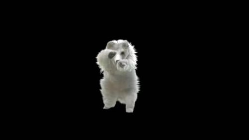 184 Bear StandingMagic Attack HD