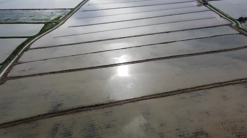 Aerial fly over flood paddy field and view the sun reflection