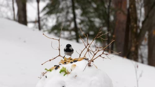 Meisenfutterspender im Wald