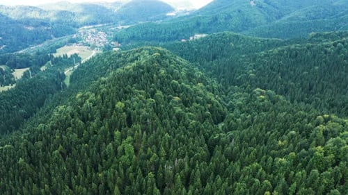 Drone Flying Above Beautiful Green Forest in the Mountains
