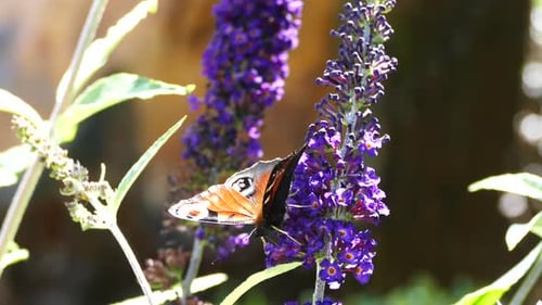 Peacock butterfly on a buddleja buzz