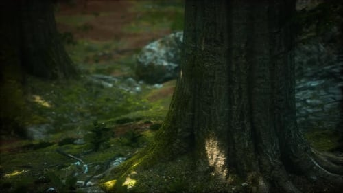 Tree Roots and Sunshine in a Green Forest with Moss
